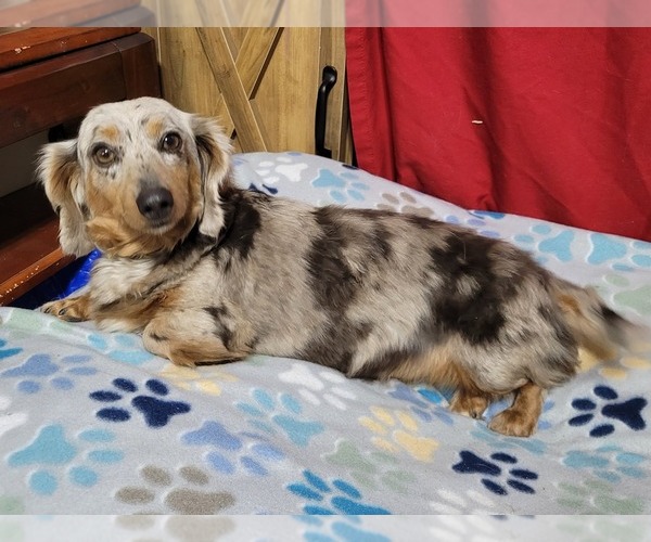 Medium Photo #4 Dachshund Puppy For Sale in AIKEN, SC, USA