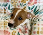 Small Photo #17 Jack Russell Terrier Puppy For Sale in FORT PIERCE, FL, USA