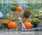 Small Photo #1 Beagle Puppy For Sale in STOKESDALE, NC, USA