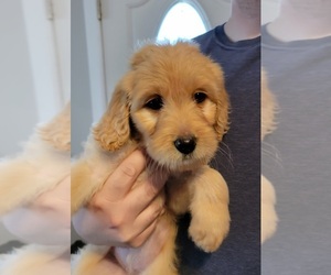 Goldendoodle Puppy for sale in TROY, MO, USA