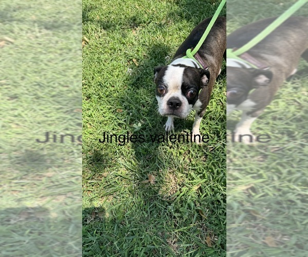 Medium Photo #1 Boston Terrier Puppy For Sale in FREDONIA, KS, USA