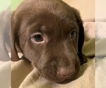 Small Photo #17 Labrador Retriever Puppy For Sale in PUEBLO, CO, USA