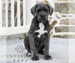Cane Corso Puppy for sale in EAST EARL, PA, USA