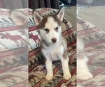Puppy Mocha Siberian Husky