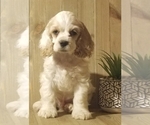 Puppy Riley Cocker Spaniel