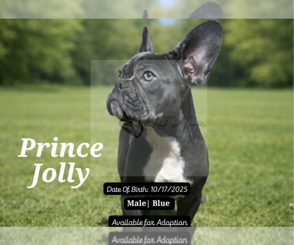 Medium Photo #4 French Bulldog Puppy For Sale in FAYETTEVILLE, GA, USA