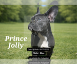 Small Photo #20 French Bulldog Puppy For Sale in FAYETTEVILLE, GA, USA