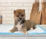 Small Photo #5 Shiba Inu Puppy For Sale in SEATAC, WA, USA