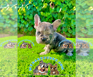 French Bulldog Puppy for sale in SAN DIEGO, CA, USA