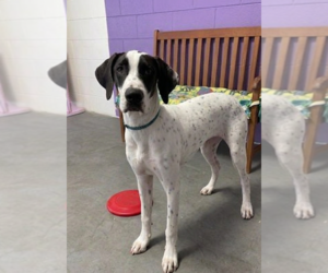 Labmatian Dogs for adoption in Genesee, WI, USA