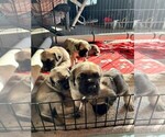 Small Photo #1 Mastiff Puppy For Sale in GARFIELD, MN, USA