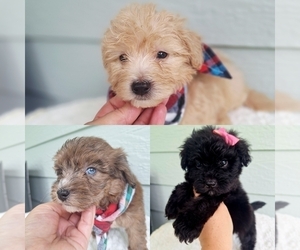 Aussiedoodle Miniature Puppy for sale in PALM BAY, FL, USA
