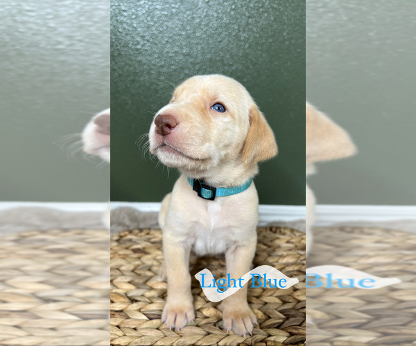 Medium Photo #1 Labrador Retriever Puppy For Sale in LYNWOOD, CA, USA