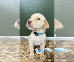 Small Photo #1 Labrador Retriever Puppy For Sale in LYNWOOD, CA, USA