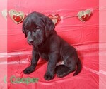 Small #2 Labrador Retriever