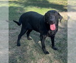 Ginness - Female Labrador Retriever-Unknown Mix Dog for Adoption - Small photo