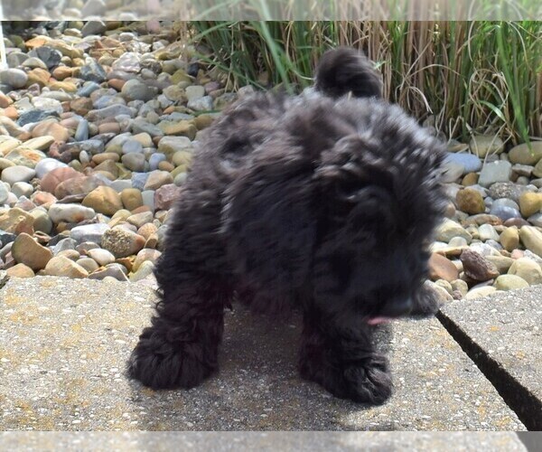 Medium Photo #2 Labradoodle-Poodle (Miniature) Mix Puppy For Sale in BECKS MILLS, OH, USA