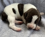 Puppy 3 Brittany-German Shorthaired Pointer Mix