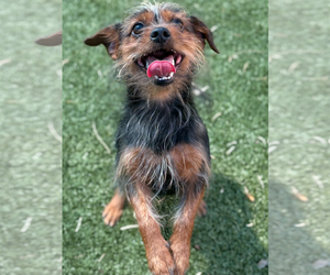 Mutt Dogs for adoption in Woodbury, NY, USA