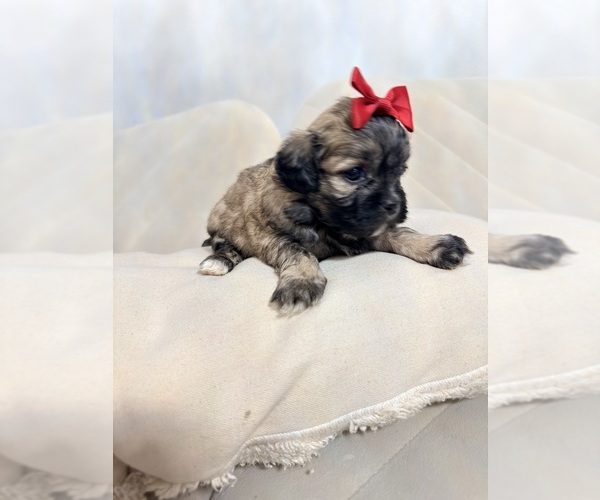 Medium Photo #25 Shih Tzu Puppy For Sale in LANCASTER, CA, USA
