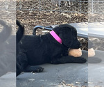 Small Photo #3 Labradoodle Puppy For Sale in HARRISONVILLE, MO, USA
