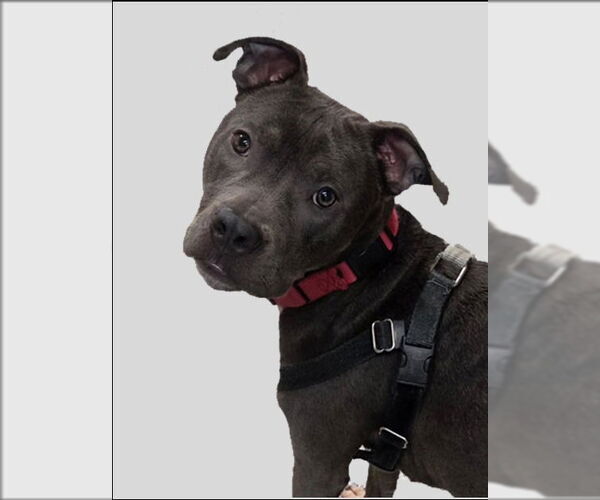 Medium Photo #4 American Staffordshire Terrier Puppy For Sale in Sayreville, NJ, NJ, USA