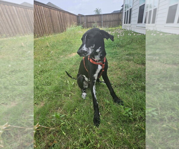 Medium Photo #2 Great Dane Puppy For Sale in Bullard, TX, USA