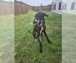 Small #1 Great Dane