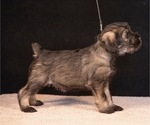 Puppy Amethyst Grace Schnauzer (Standard)