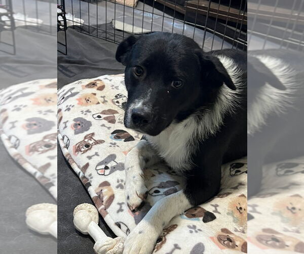 Medium Photo #2 Border-Aussie Puppy For Sale in Salt Lake City, UT, USA