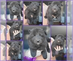Puppy Pup1 German Shepherd Dog