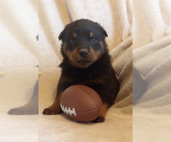 Medium Photo #2 Rottweiler Puppy For Sale in CASSVILLE, MO, USA