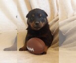 Small #1 Rottweiler
