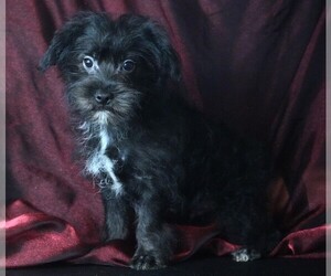 Morkie Puppy for Sale in ROCK VALLEY, Iowa USA