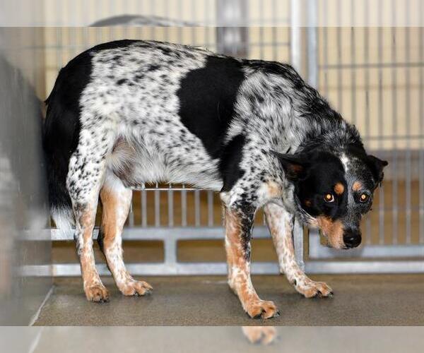 Medium Photo #1 Texas Heeler Puppy For Sale in West Valley, UT, USA