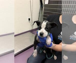 Mutt Dogs for adoption in Long Beach, CA, USA