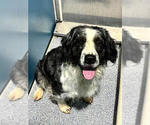 Australian Shepherd Dogs for adoption in Forestville, MD, USA
