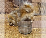 Small Photo #1 Pomeranian Puppy For Sale in SNOWFLAKE, AZ, USA