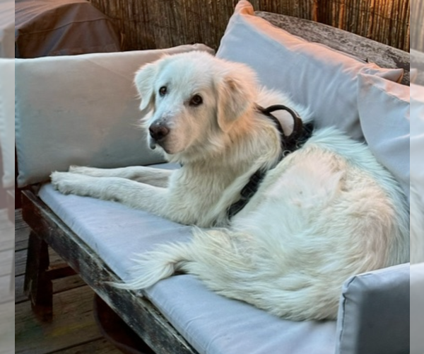 Medium Photo #1 Great Pyrenees-Unknown Mix Puppy For Sale in Brooklyn, NY, USA