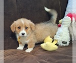 Small Photo #49 Pembroke Welsh Corgi Puppy For Sale in ARROYO GRANDE, CA, USA