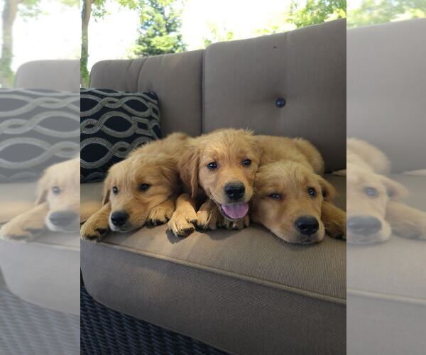 Medium Photo #3 Golden Retriever Puppy For Sale in CITRUS HEIGHTS, CA, USA