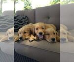 Small #2 Golden Retriever