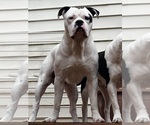 Small #1 American Bulldog-American Staffordshire Terrier Mix