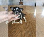 Small #1 Chihuahua