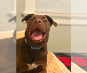 Labrador Retriever-Unknown Mix Dogs for adoption in Germantown, OH, USA