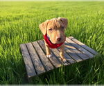 Small #2 Labrador Retriever Mix