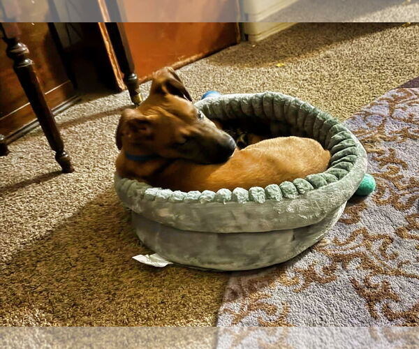 Medium Photo #3 Mutt Puppy For Sale in Minneapolis, MN, USA