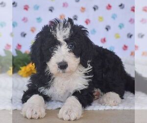 Sheepadoodle Puppy for sale in NEW PROVIDENCE, PA, USA