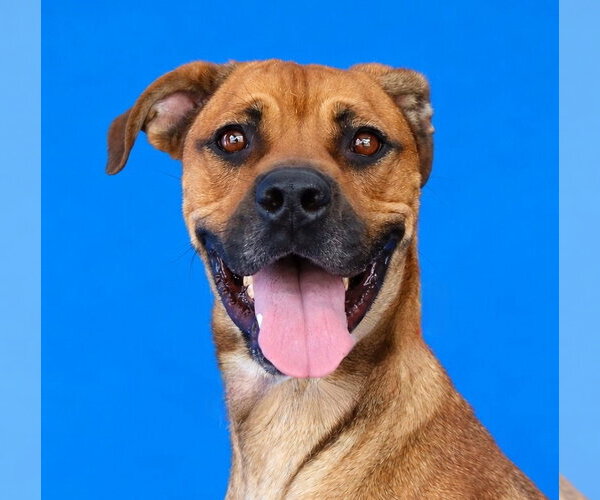 Medium Photo #1 Boxer-Unknown Mix Puppy For Sale in Pasadena, CA, USA