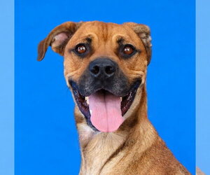 Boxer-Unknown Mix Dogs for adoption in Pasadena, CA, USA